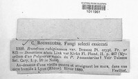 Racodium rubiginosum image